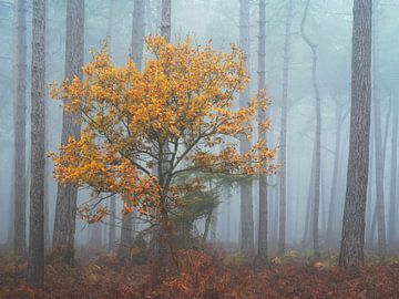 Tree in autumn colours in the Mastbos near Breda by Jos Pannekoek