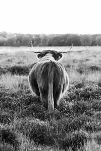 Schotse Hooglander op de heide | Nederland | Dier | Zwart wit fotografie van Mirjam Broekhof