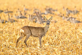 Ein Reh, das im Herbst auf einer Wiese steht von Sjoerd van der Wal Fotografie