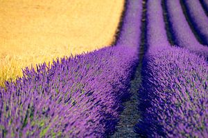 Blühender Lavendel neben Weizenfeldern in der Provence