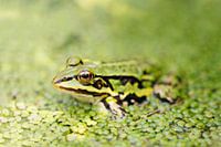 Green Frog - Green World