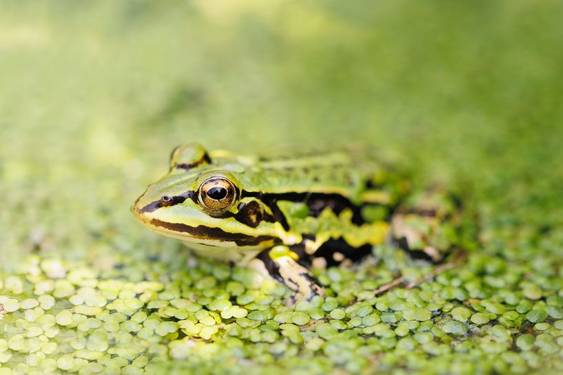 Green Frog - Green World by Dagmar Hijmans