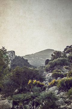 Plants in Landscape