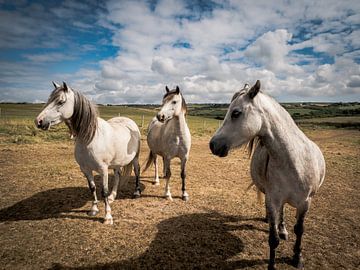Paarden in een weiland, in Wales