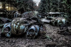 VW Beetles in the wood