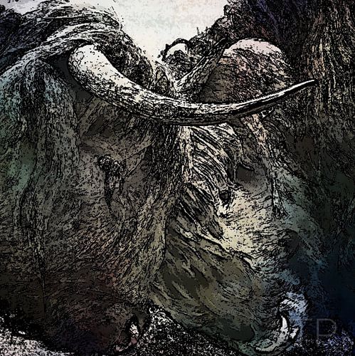 Schotse hooglander”Gevecht “