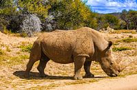 Neushoorn in Okonjima - een ontroerend moment op safari