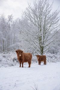 Kuh mit Kalb im Schnee...