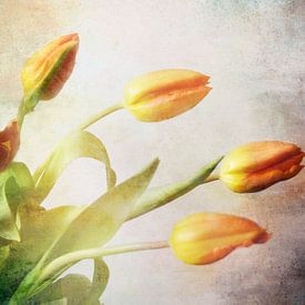 Tulip bouquet orange by Claudia Moeckel