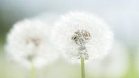 Paardenbloemen met zaden