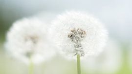 Löwenzahn mit Samen von Floris van Woudenberg