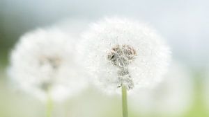 Löwenzahn mit Samen