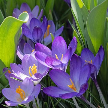 Paarse krokussen en tulpenbladeren van Katrin May