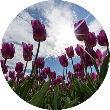 Tulpen en Hollandse luchten..