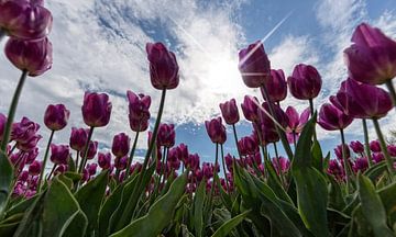 Tulpen en Hollandse luchten.. van Miranda van Hulst