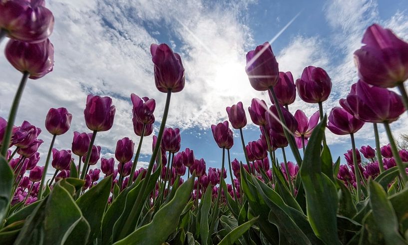 Tulipes et ciel néerlandais .. par Miranda van Hulst