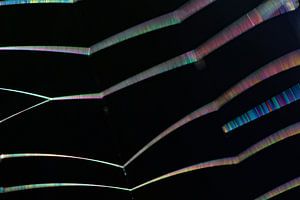 Toile d'araignée dans un spectacle de couleurs 1