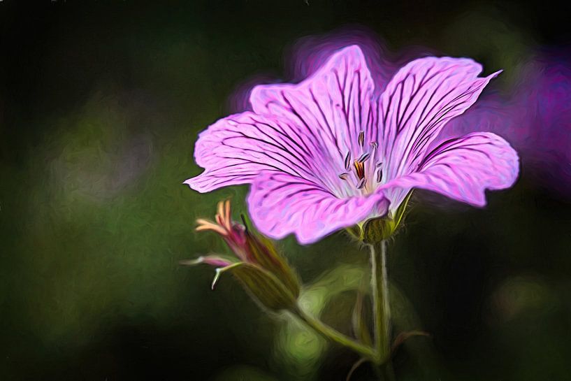 Geranium by Rob Boon