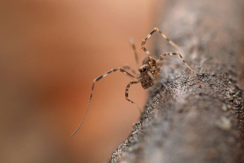 Spider on the move by Astrid Brouwers
