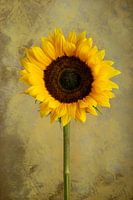 Stilleven Zonnebloem