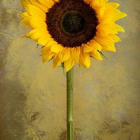 Still Life Sunflower by Clazien Boot