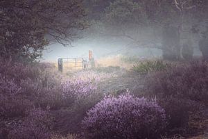 Blühender Heidezaun und Nebel