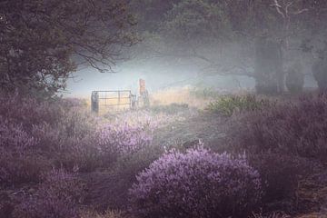 Bloeiende heide hekje en mist van KB Design & Photography (Karen Brouwer)