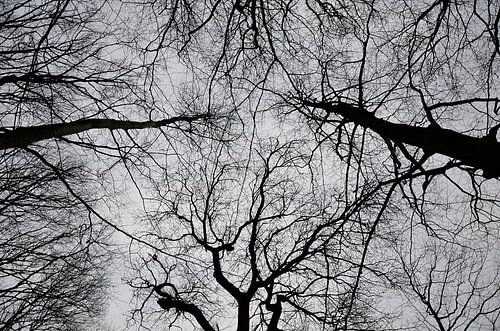 Hoge bomen in herfst