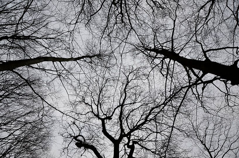 Hoge bomen in herfst par Zenna Aydin