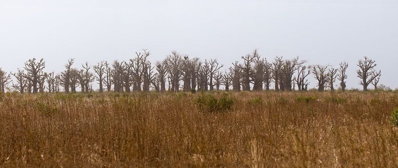 Baobab trees on the horizon with grassland in Senegal by Hans Hut