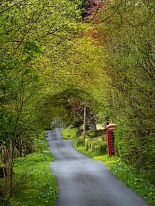 A typical Scottish country road