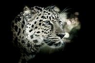 The amur leopard (Panthera pardus orientalis) on black background by Jolanda Aalbers thumbnail