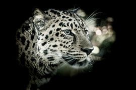 The amur leopard (Panthera pardus orientalis) on black background
