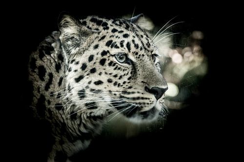 The amur leopard (Panthera pardus orientalis) on black background
