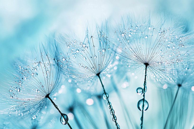Dandelion seeds with water drops by Imperial Art House