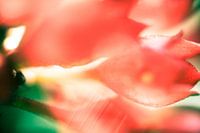 Tulip Kiss