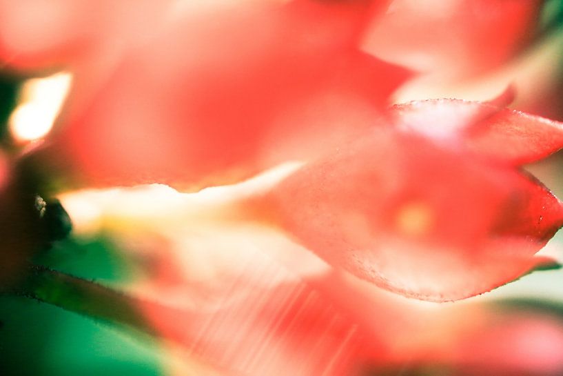 Tulip Kiss by Thomas Plombier