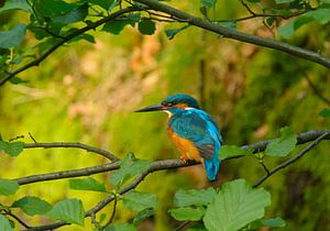 Eisvogel im Schatten