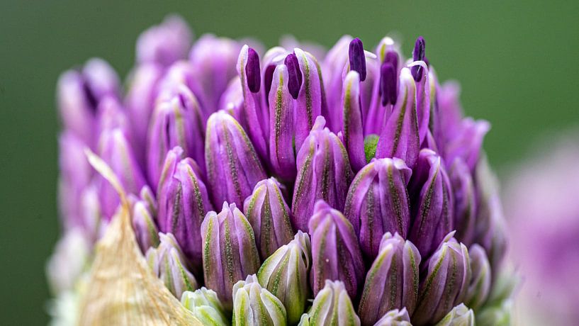 Macro flour by Yorick Titulaer