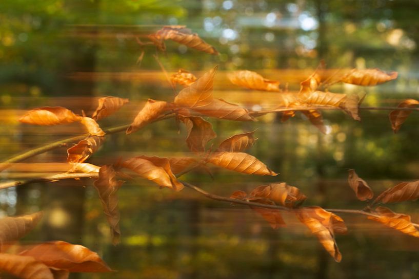 Blätter bewegen von Femke Banga