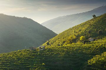 Magisches Licht über den Weinbergen der Prosecco-Hügel. Italien
