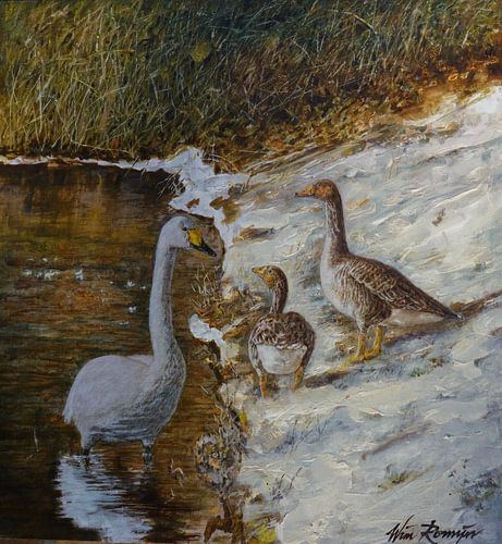 Wilde zwaan en grauwe ganzen