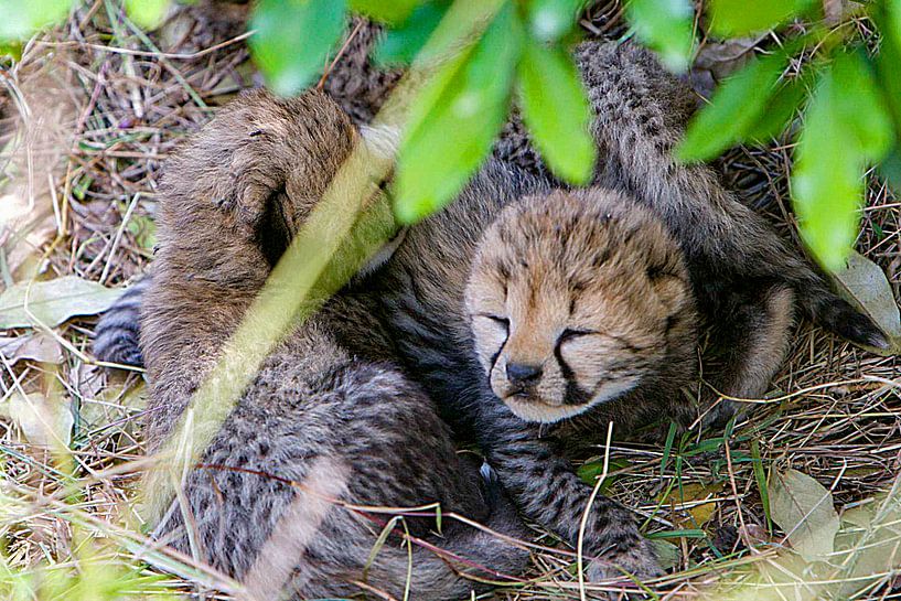 Cheetah Baby 2 days age by Peter Michel