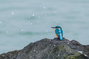 Martin-pêcheur près d'éclaboussures d'eau