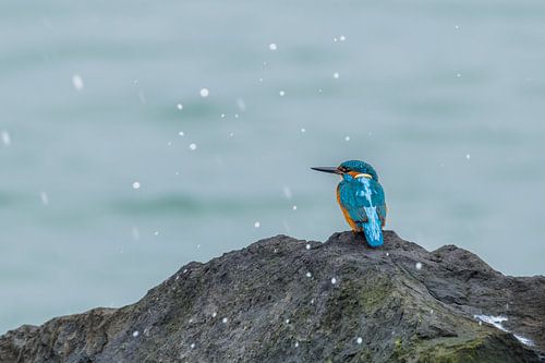 Kingfisher at splashing water
