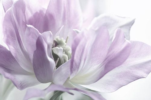 Tulip by Violetta Honkisz