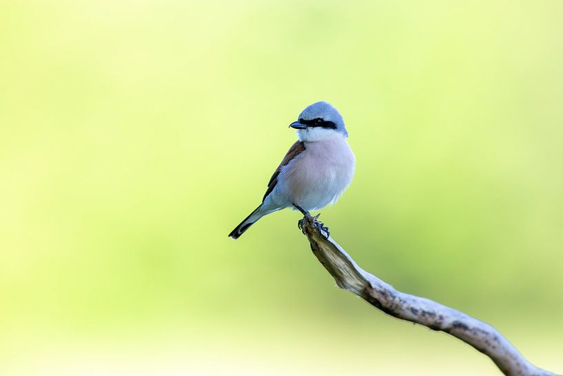 Neuntöter (Lanius collurio) von Dirk Rüter