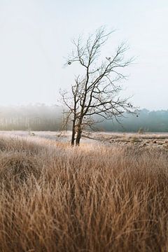 De natuur draagt altijd de kleuren van de geest. van Maikel Claassen Fotografie