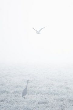 Reiger in de mist van Danny Slijfer Natuurfotografie