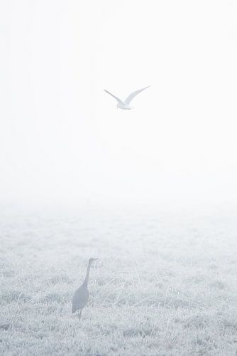 Reiger in de mist